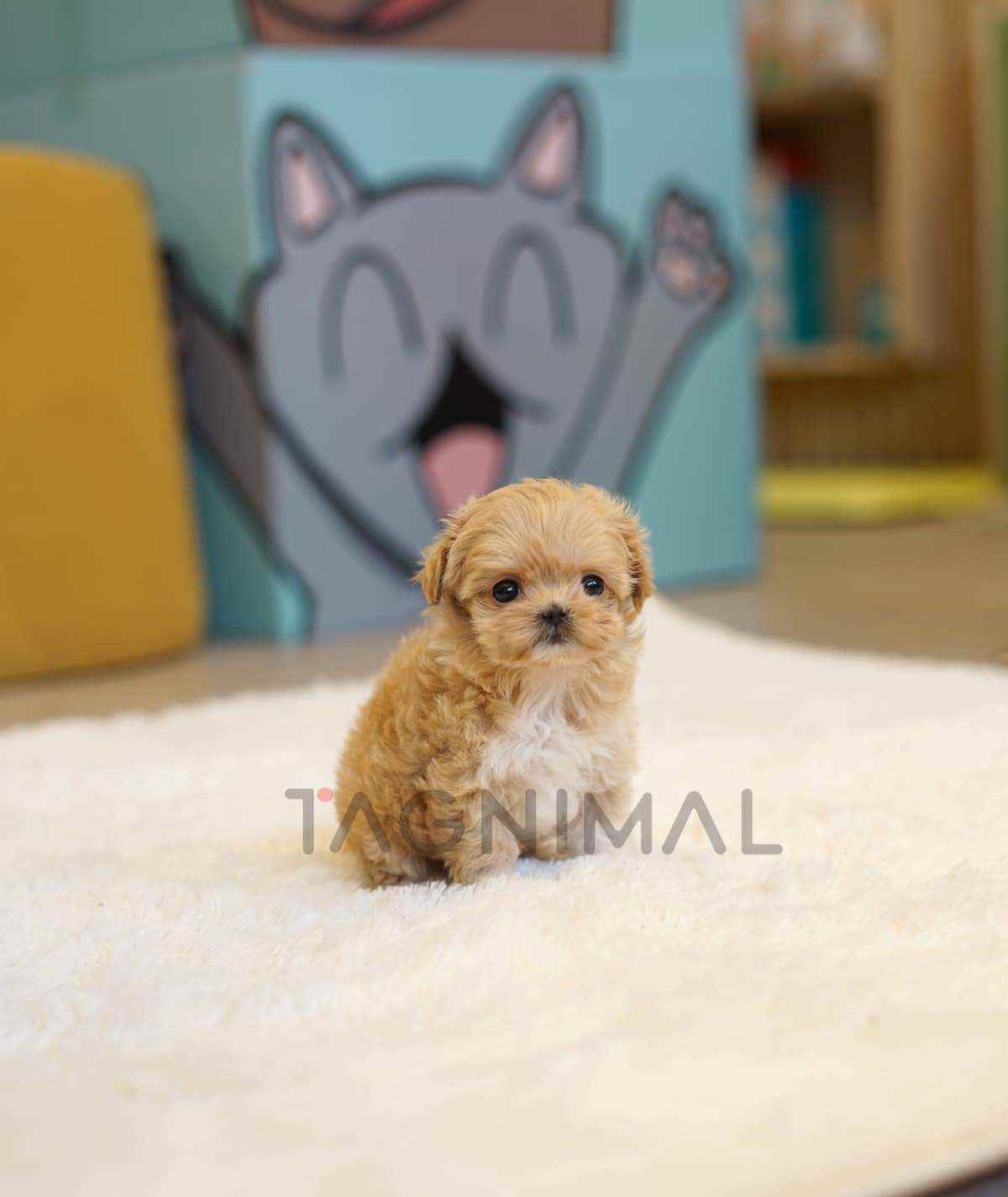 ขายลูกสุนัขมอลติพู ซื้อสุนัข ซื้อหมา ได้ที่ Tagnimal