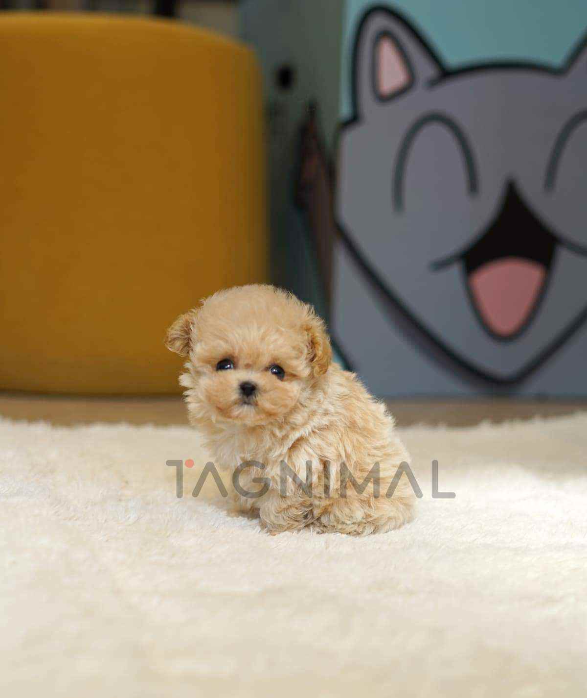 Maltipoo puppy for sale, dog for sale at Tagnimal