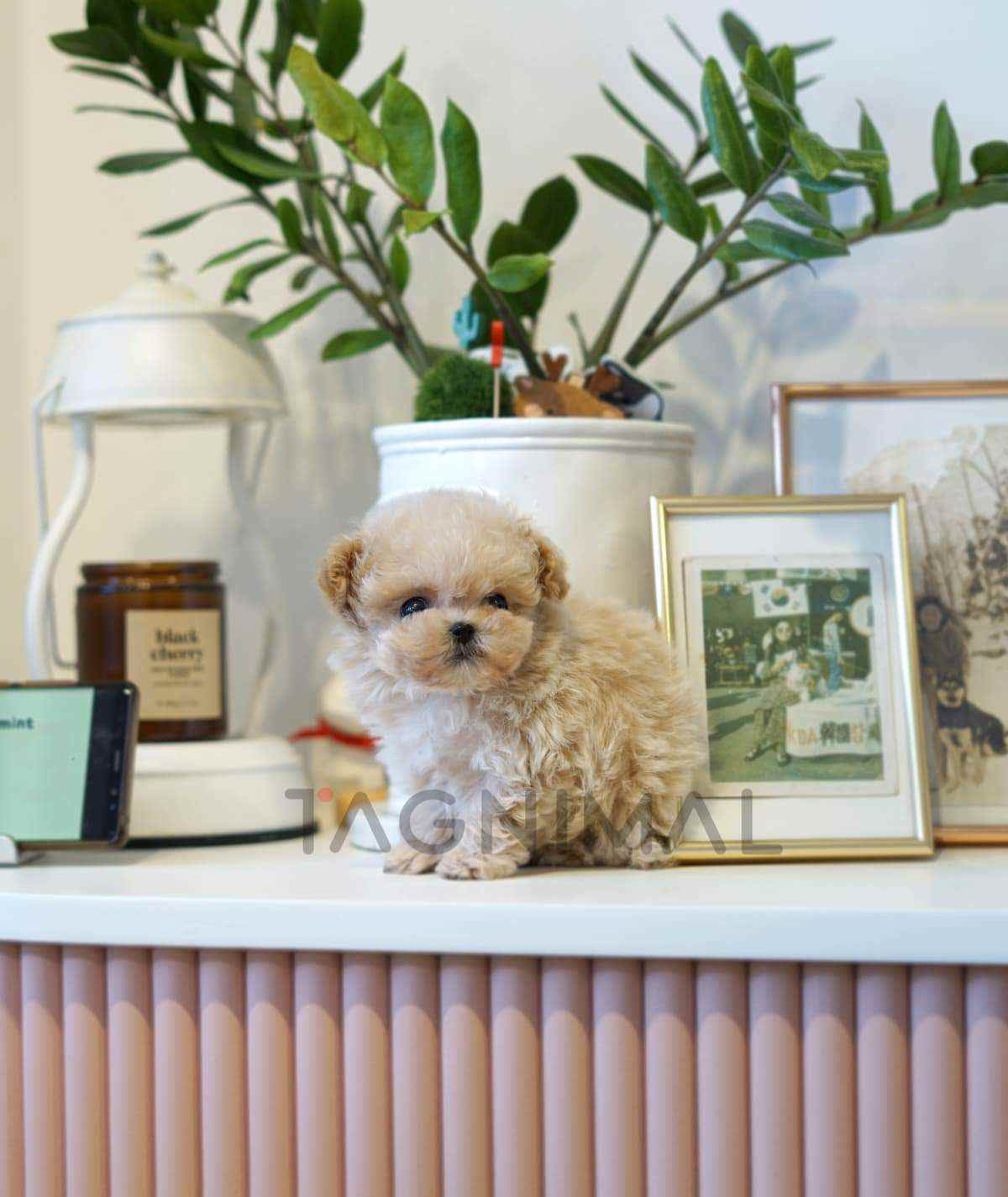 Maltipoo puppy for sale, dog for sale at Tagnimal