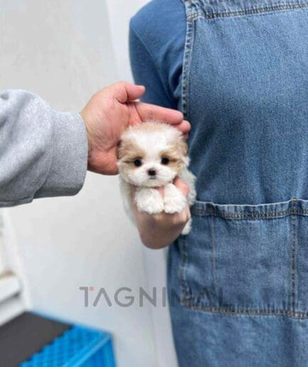 Maltipoo puppy for sale, dog for sale at Tagnimal