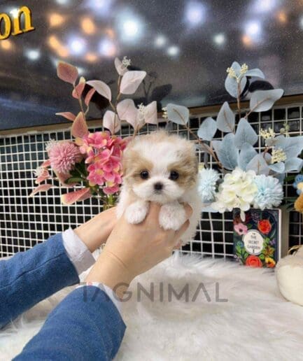 Maltipoo puppy for sale, dog for sale at Tagnimal
