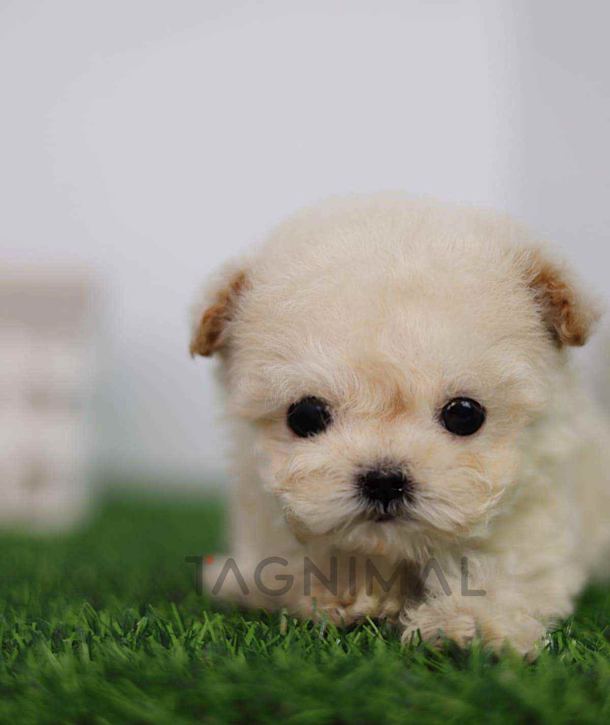 Maltipoo puppy for sale, dog for sale at Tagnimal