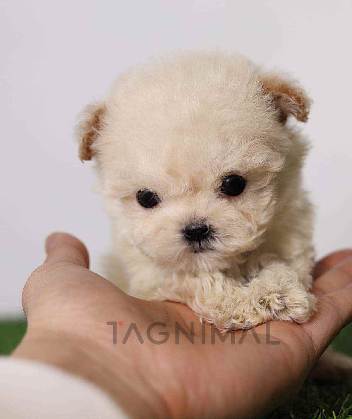 Maltipoo puppy for sale, dog for sale at Tagnimal