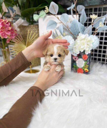 Maltipoo puppy for sale, dog for sale at Tagnimal