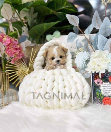 Maltipoo puppy for sale, dog for sale at Tagnimal