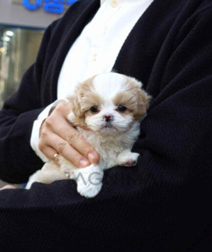 Maltipoo puppy for sale, dog for sale at Tagnimal