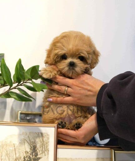 Maltipoo puppy for sale, dog for sale at Tagnimal