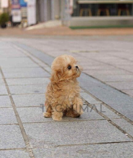 Maltipoo puppy for sale, dog for sale at Tagnimal