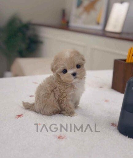 Maltipoo puppy for sale, dog for sale at Tagnimal