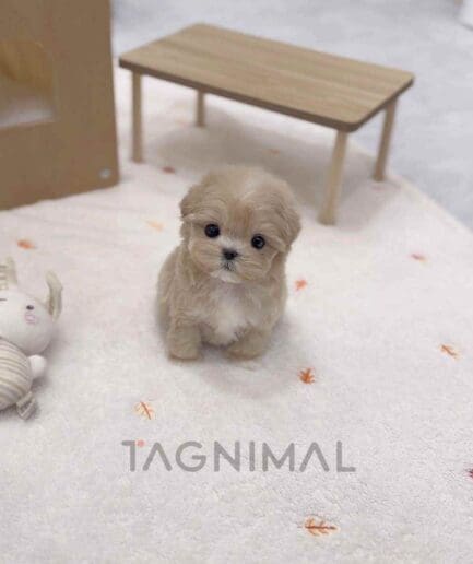 Maltipoo puppy for sale, dog for sale at Tagnimal