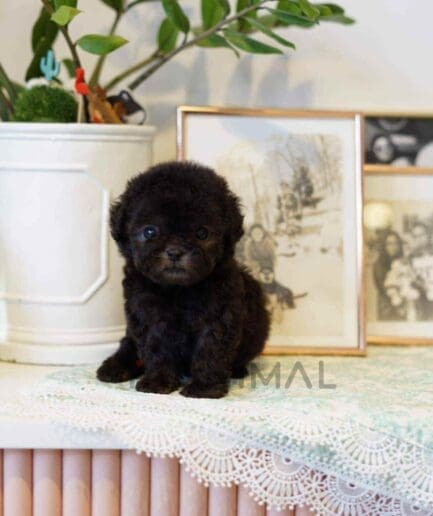 Poodle puppy for sale, dog for sale at Tagnimal