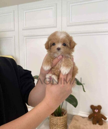 Maltipoo puppy for sale, dog for sale at Tagnimal