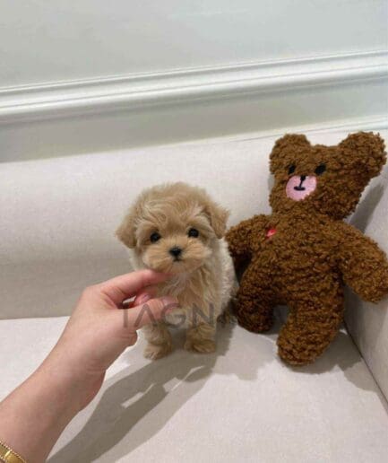 Maltipoo puppy for sale, dog for sale at Tagnimal