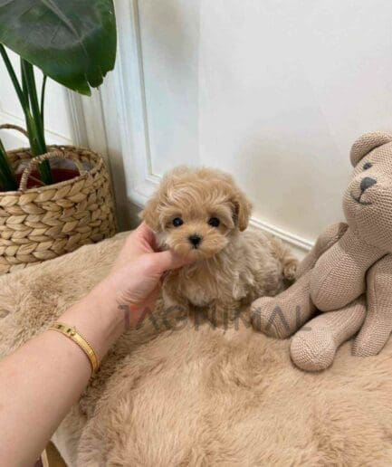 Maltipoo puppy for sale, dog for sale at Tagnimal