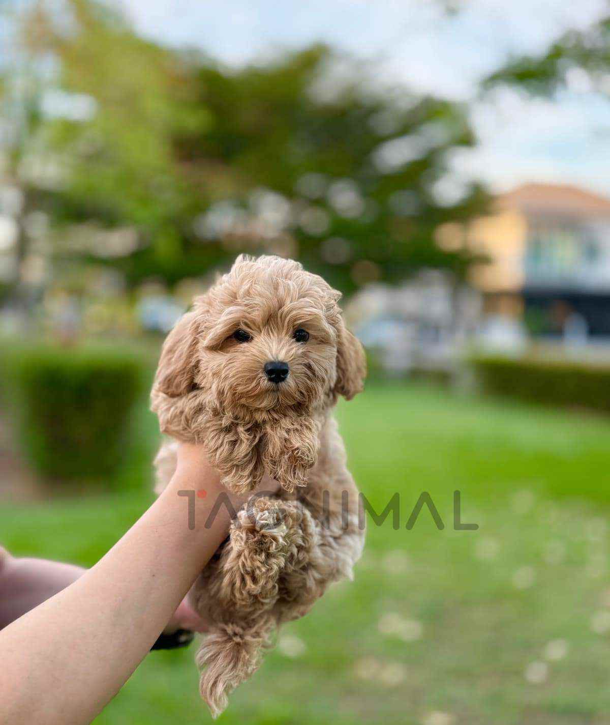 Maltipoo puppy for sale, dog for sale at Tagnimal