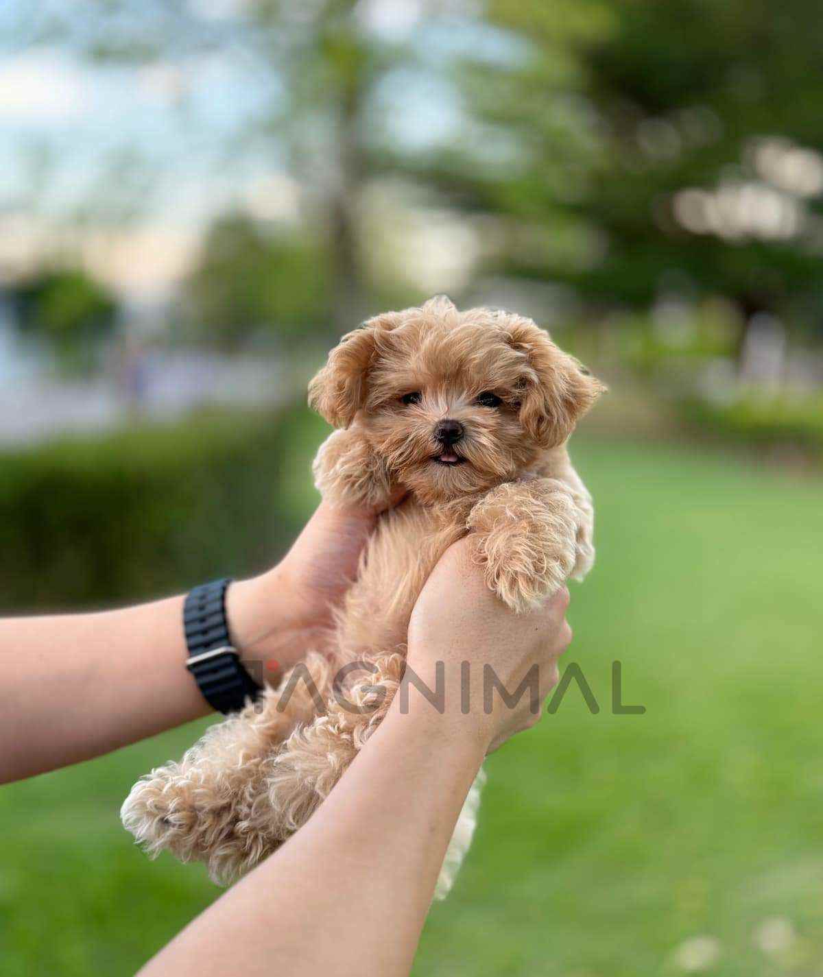 Maltipoo puppy for sale, dog for sale at Tagnimal