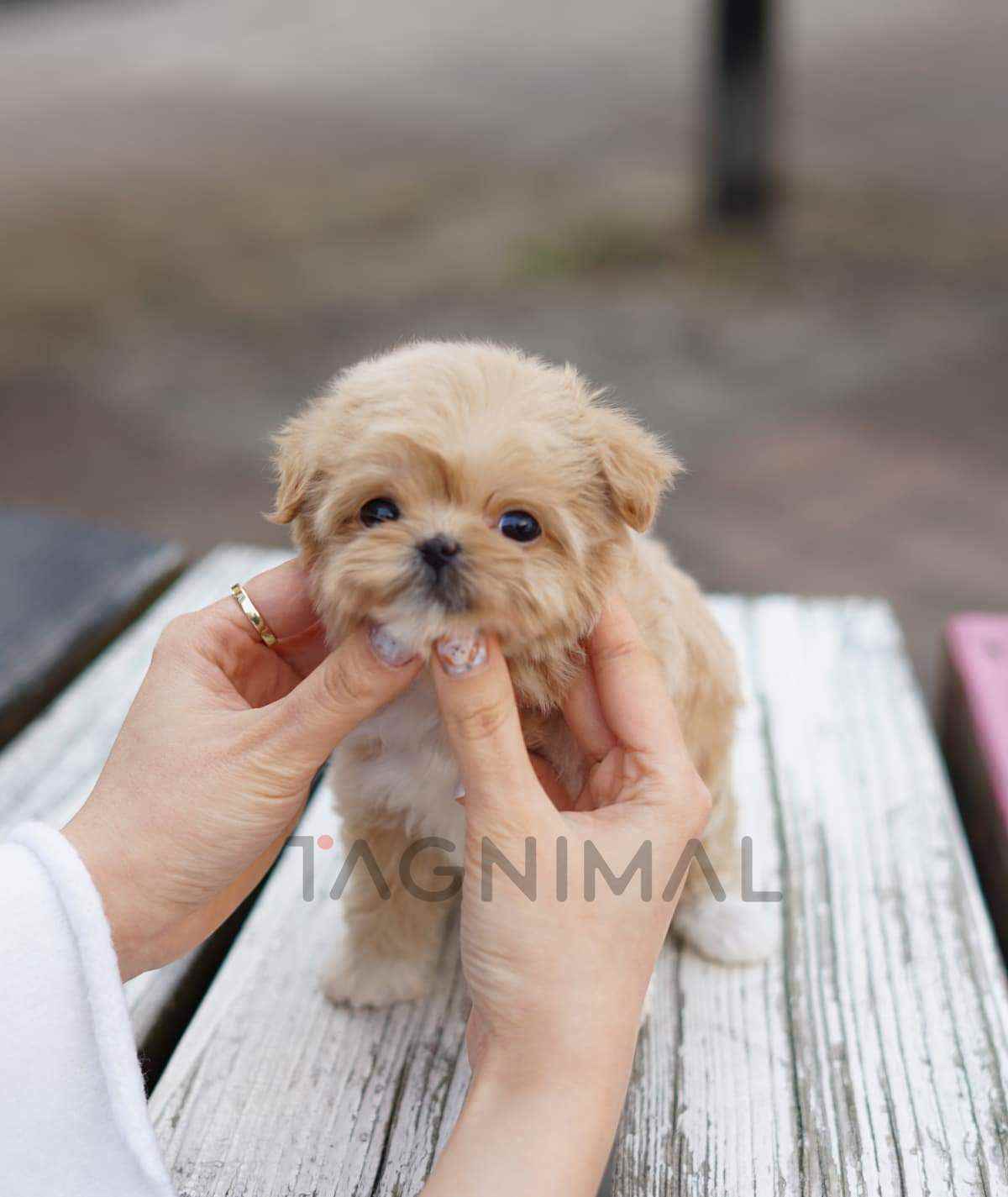 ขายลูกสุนัขมอลติพู ซื้อสุนัข ซื้อหมา ได้ที่ Tagnimal