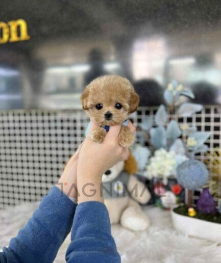 Maltipoo puppy for sale, dog for sale at Tagnimal