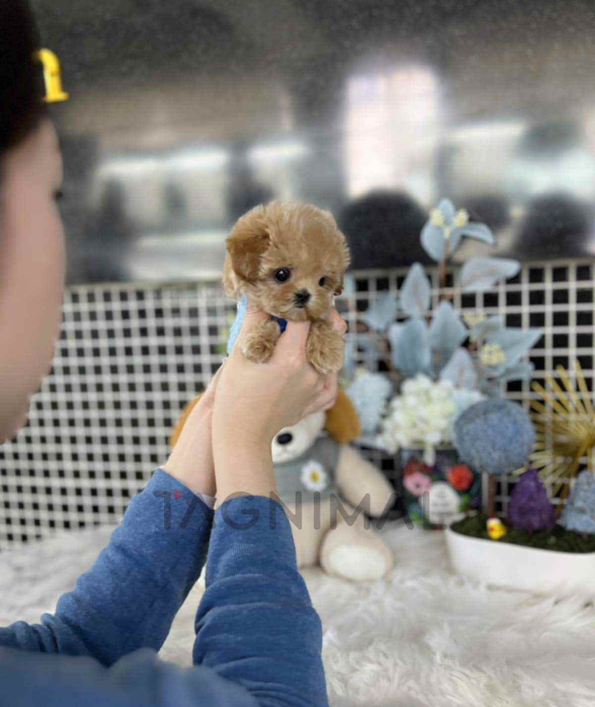 Maltipoo puppy for sale, dog for sale at Tagnimal