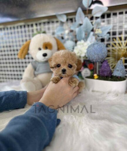 Maltipoo puppy for sale, dog for sale at Tagnimal