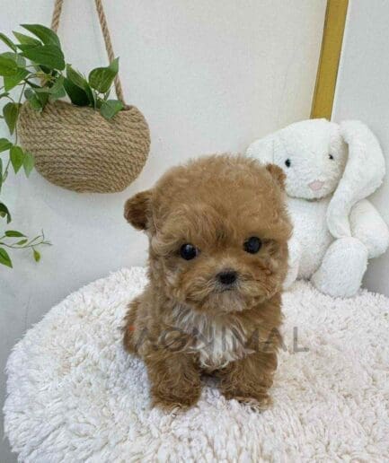 ขายลูกสุนัขมอลติพู ซื้อสุนัข ซื้อหมา ได้ที่ Tagnimal