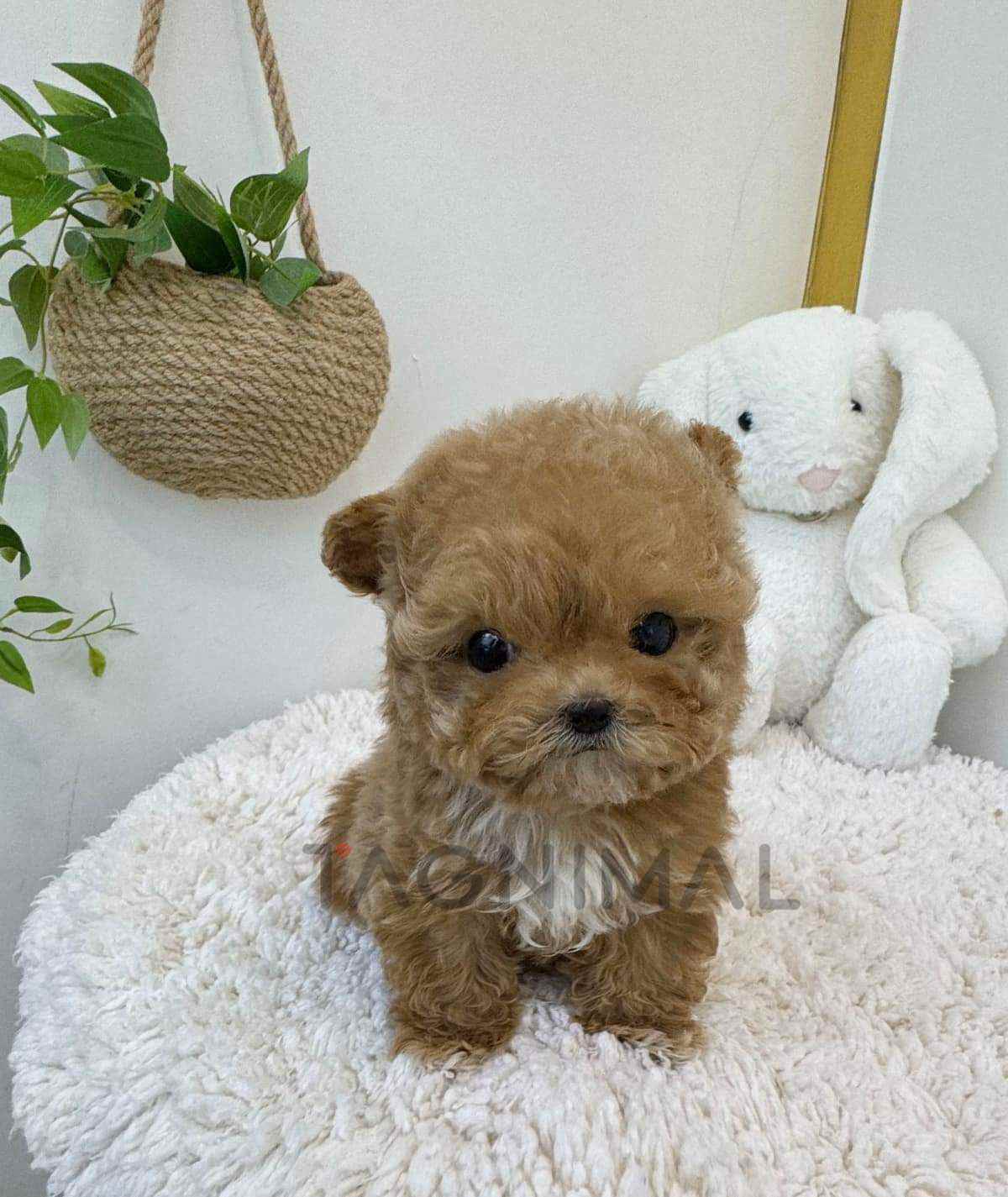 ขายลูกสุนัขมอลติพู ซื้อสุนัข ซื้อหมา ได้ที่ Tagnimal