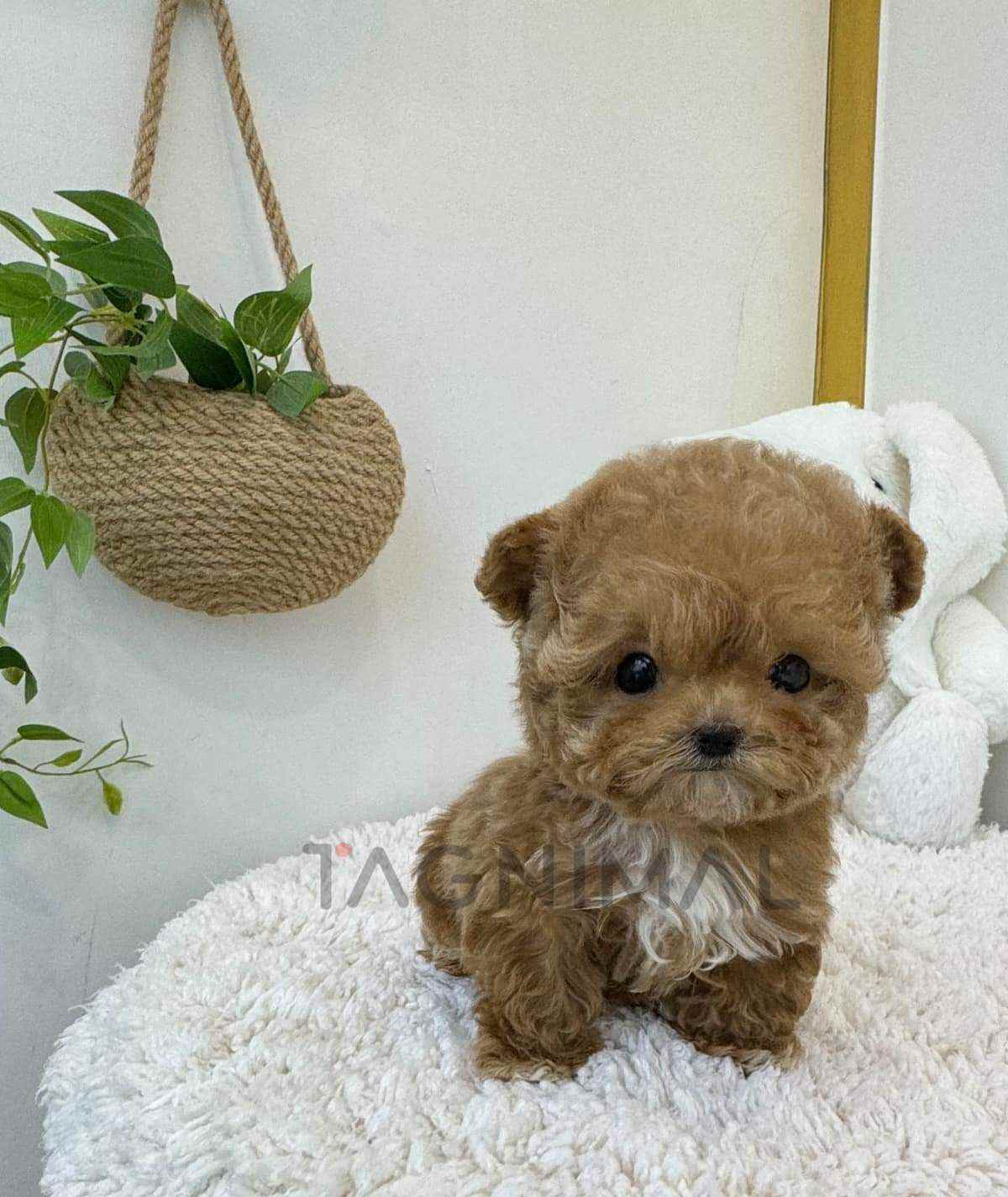 ขายลูกสุนัขมอลติพู ซื้อสุนัข ซื้อหมา ได้ที่ Tagnimal