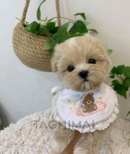 ขายลูกสุนัขมอลติพู ซื้อสุนัข ซื้อหมา ได้ที่ Tagnimal