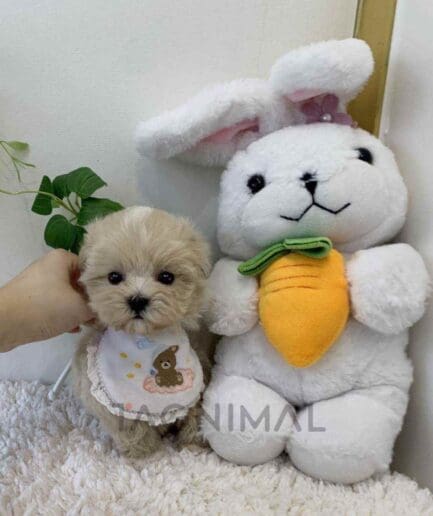 ขายลูกสุนัขมอลติพู ซื้อสุนัข ซื้อหมา ได้ที่ Tagnimal