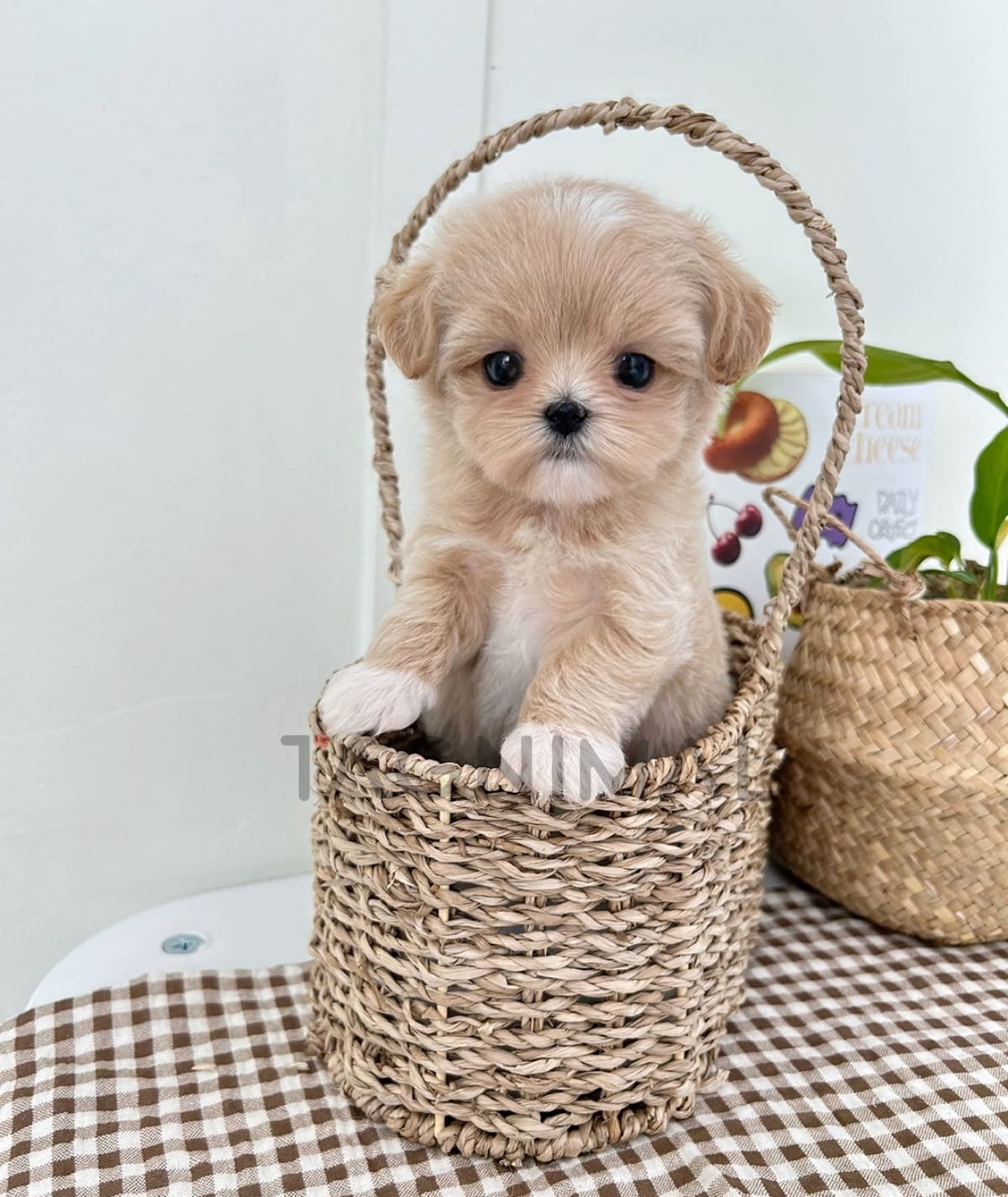 ขายลูกสุนัขมอลติพู ซื้อสุนัข ซื้อหมา ได้ที่ Tagnimal