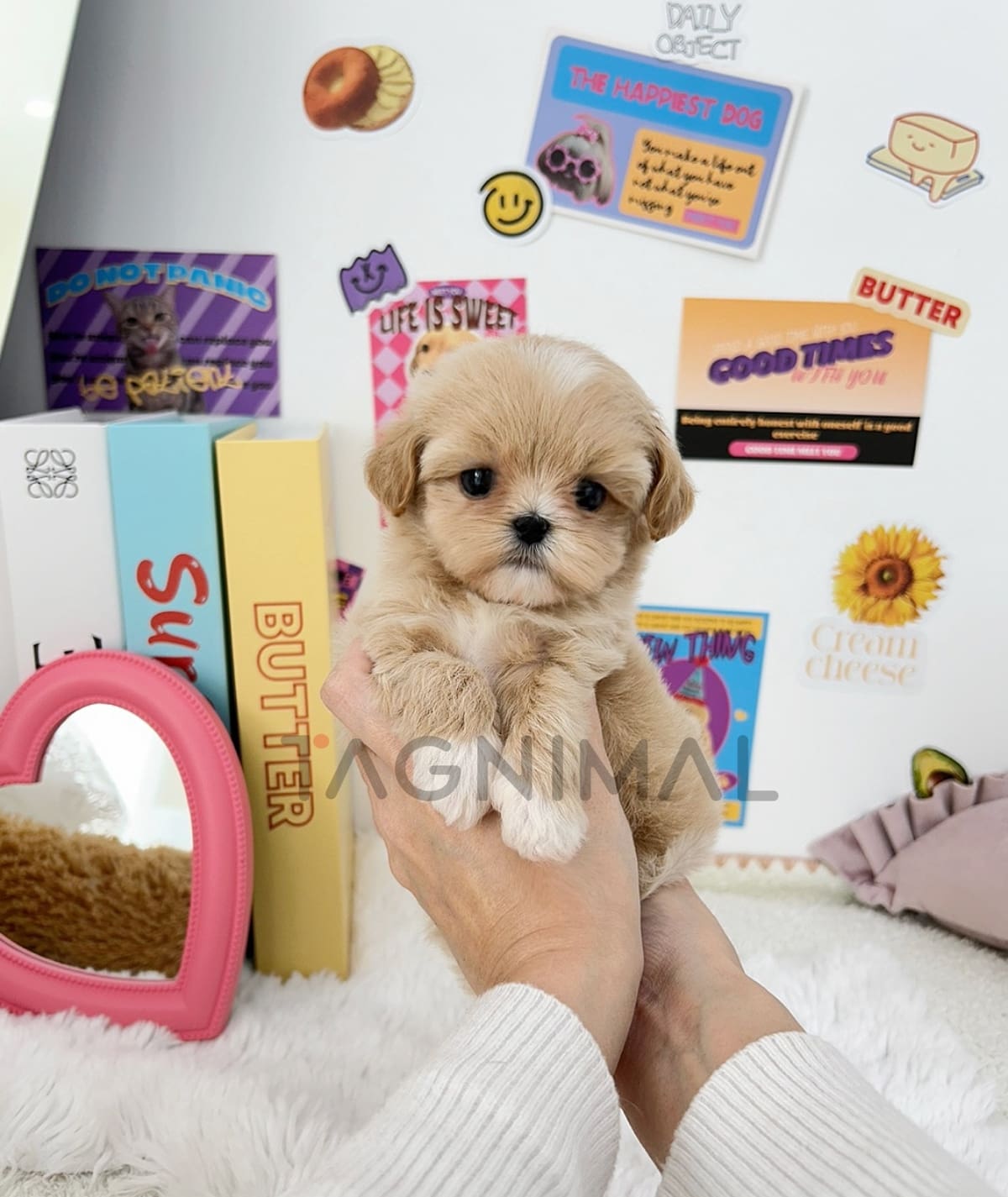 ขายลูกสุนัขมอลติพู ซื้อสุนัข ซื้อหมา ได้ที่ Tagnimalขายลูกสุนัขมอลติพู ซื้อสุนัข ซื้อหมา ได้ที่ Tagnimal