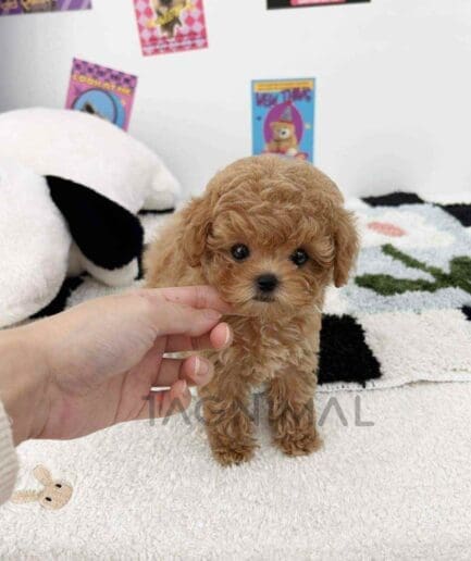 ขายลูกสุนัขมอลติพู ซื้อสุนัข ซื้อหมา ได้ที่ Tagnimal