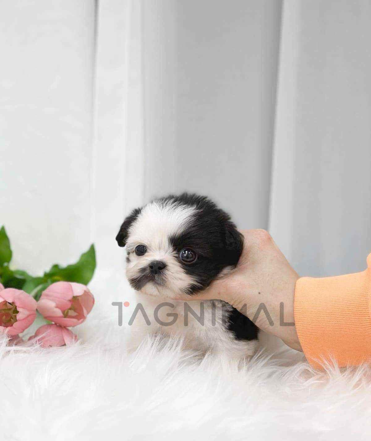 ขายลูกสุนัขมอลติพู ซื้อสุนัข ซื้อหมา ได้ที่ Tagnimal