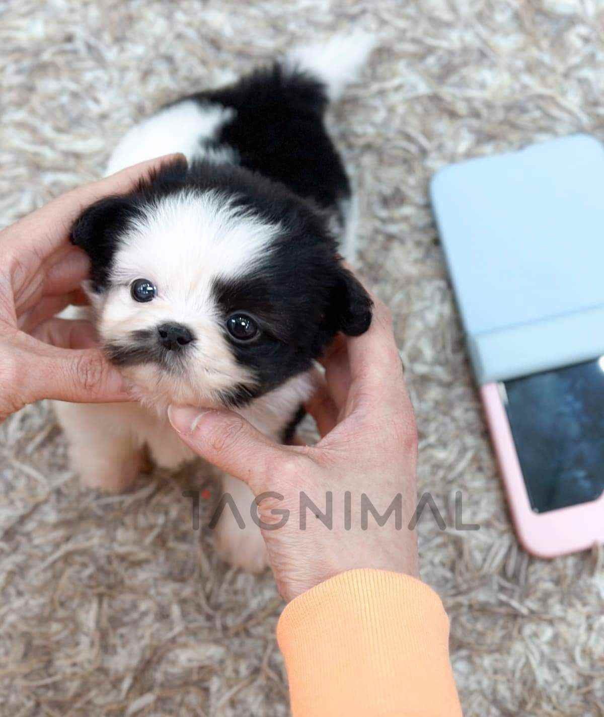 ขายลูกสุนัขมอลติพู ซื้อสุนัข ซื้อหมา ได้ที่ Tagnimal