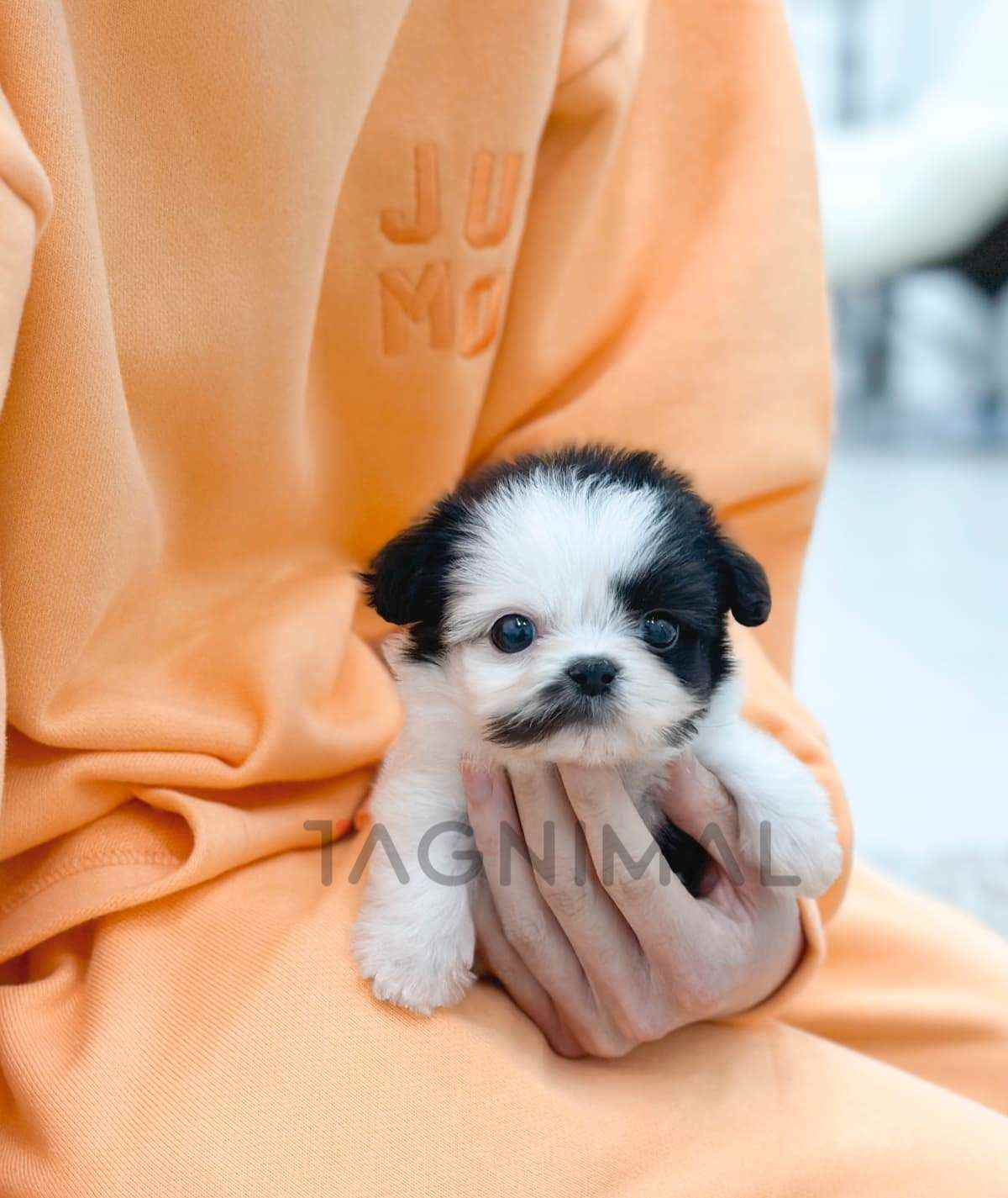 ขายลูกสุนัขมอลติพู ซื้อสุนัข ซื้อหมา ได้ที่ Tagnimal