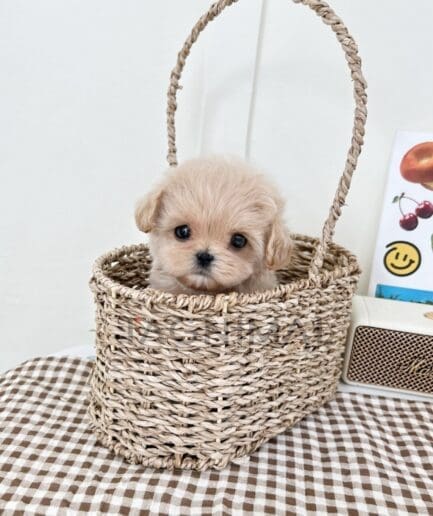 ขายลูกสุนัขมอลติพู ซื้อสุนัข ซื้อหมา ได้ที่ Tagnimal