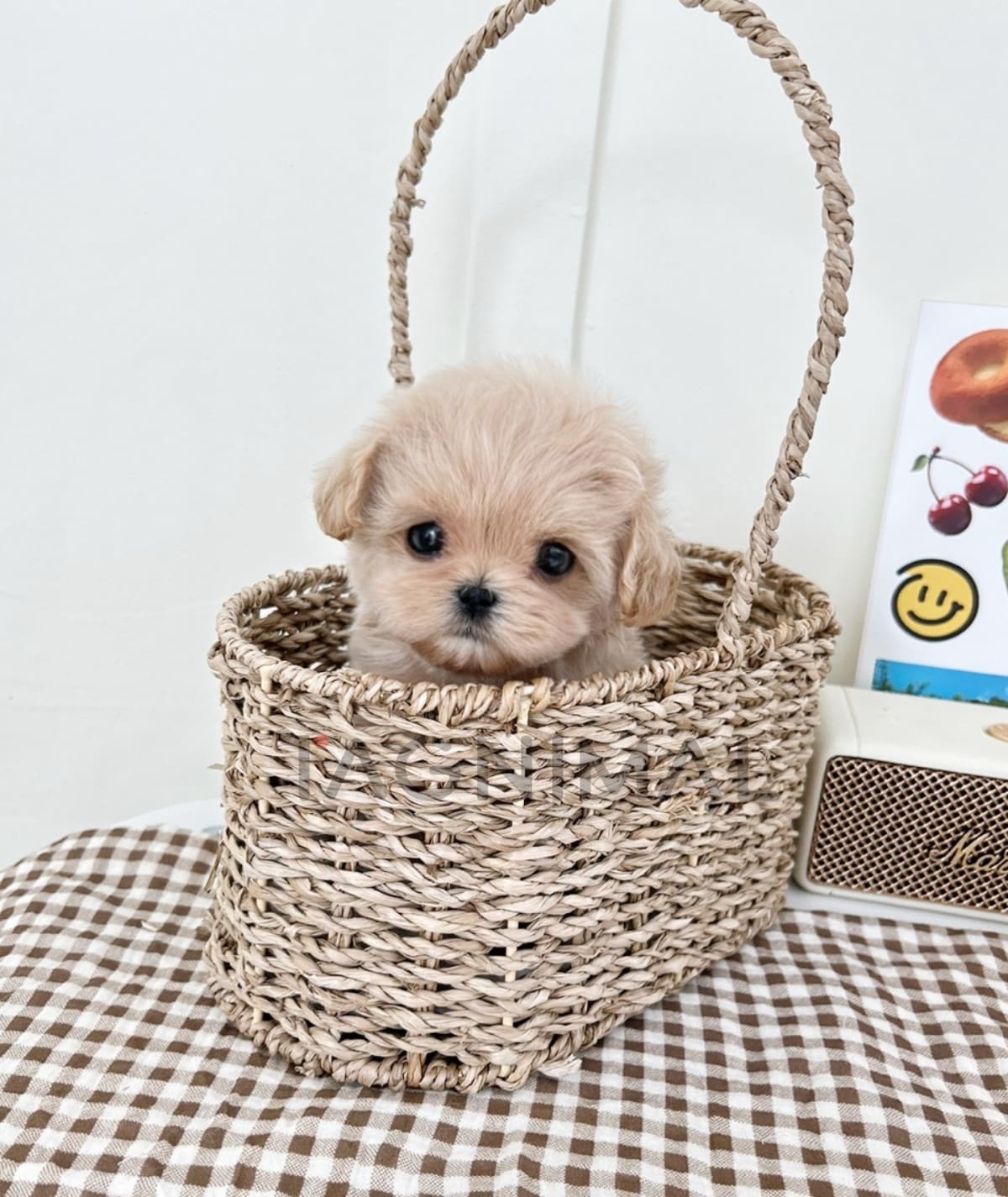 ขายลูกสุนัขมอลติพู ซื้อสุนัข ซื้อหมา ได้ที่ Tagnimal