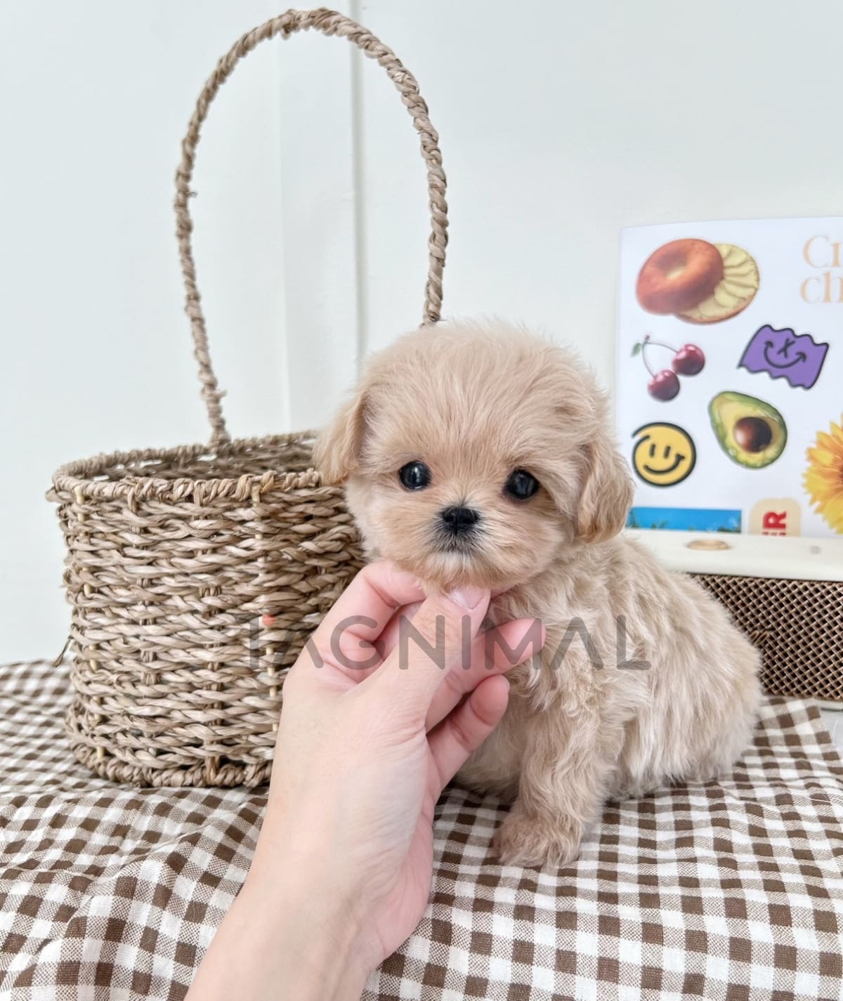 ขายลูกสุนัขมอลติพู ซื้อสุนัข ซื้อหมา ได้ที่ Tagnimal