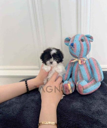 ขายลูกสุนัขมอลติพู ซื้อสุนัข ซื้อหมา ได้ที่ Tagnimal