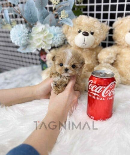 Maltipoo puppy for sale, dog for sale at Tagnimal
