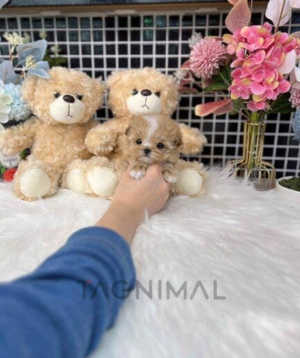 Maltipoo puppy for sale, dog for sale at Tagnimal