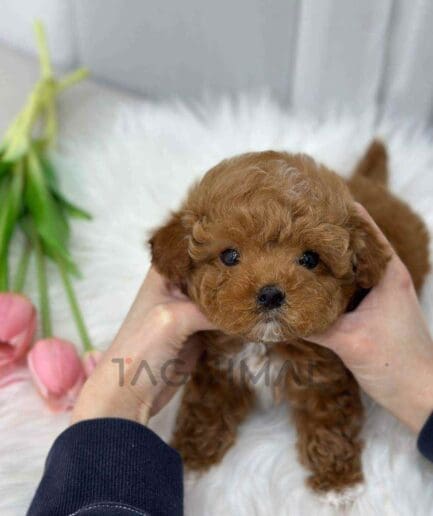 Maltipoo puppy for sale, dog for sale at Tagnimal
