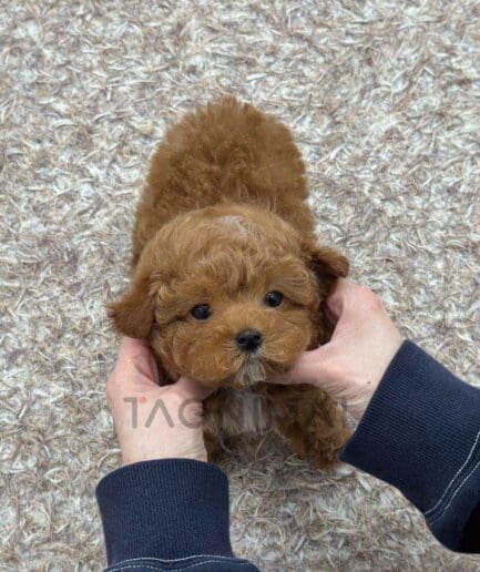 Maltipoo puppy for sale, dog for sale at Tagnimal