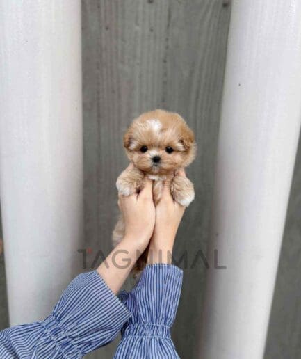 Maltipoo puppy for sale, dog for sale at Tagnimal