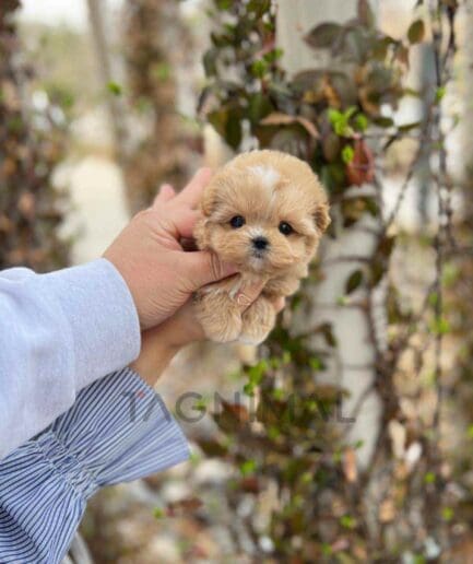 Maltipoo puppy for sale, dog for sale at Tagnimal