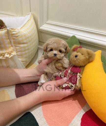 ขายลูกสุนัขมอลติพู ซื้อสุนัข ซื้อหมา ได้ที่ Tagnimal
