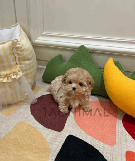 ขายลูกสุนัขมอลติพู ซื้อสุนัข ซื้อหมา ได้ที่ Tagnimal
