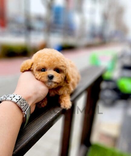 ขายลูกสุนัขมอลติพู ซื้อสุนัข ซื้อหมา ได้ที่ Tagnimal