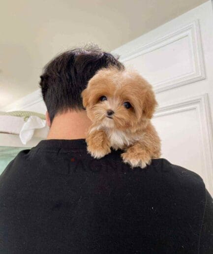 Maltipoo puppy for sale, dog for sale at Tagnimal