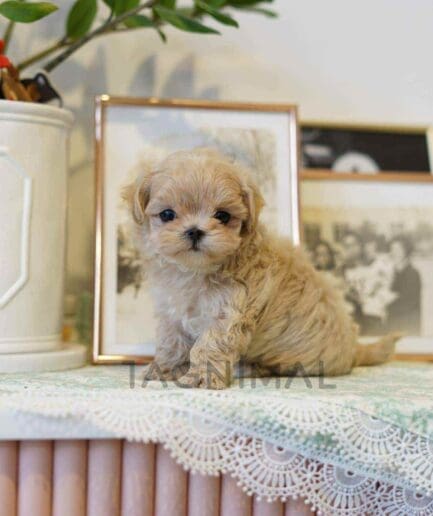 Maltipoo puppy for sale, dog for sale at Tagnimal